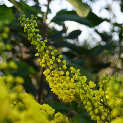 Mahonia japonica (5)
